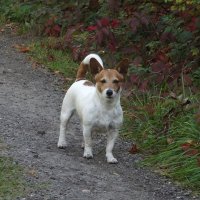 Милка :: Freddy 97