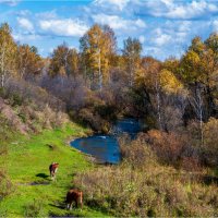 На осеннем пастбище... :: Алексей Мезенцев