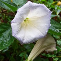 Дурман :: Александр Лычагин