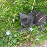 в траве сидел кузнечик... :: Галина Флора в траве сидел кузнечик... :: Галина Флора