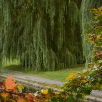 Листья деревьев :: Мария Яковлева