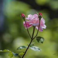 .... :: Sergey (Apg)