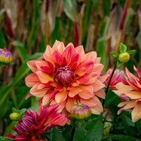 Георгины в сентябре... :: Николай Гирш