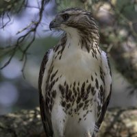 Red-tailed hawk :: Al Pashang 