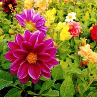 Осенние георгины. :: Лия ☼ Осенние георгины. :: Лия ☼