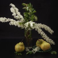 Натюрморт со спиреей и грушами. :: Лилия *