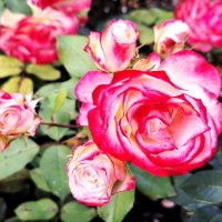 Розы :: Наталья 