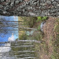 В лесу :: Натали Королева В лесу :: Натали Королева