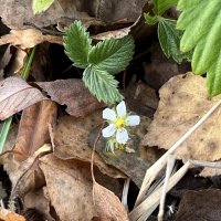 Отчаянная земляника :: Натали Королева