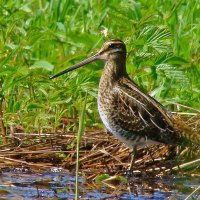 бекас :: gawrilа - dan