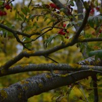 Сквозь листья дерева :: Мария Яковлева