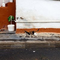 проходящий котик :: M Marikfoto проходящий котик :: M Marikfoto