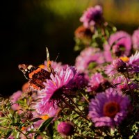...цветы в цветах.. :: Георгий Никонов ...цветы в цветах.. :: Георгий Никонов