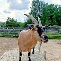 Дети, куда же вы все убежли? Кто гладить будет?) :: Veera V