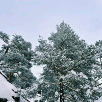 Зима :: Георгиевич Зима :: Георгиевич