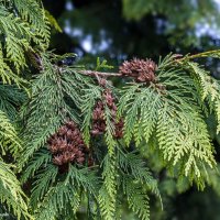 Туя западная :: Светлана Ищенко