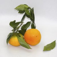 Сладкие и без косточек :: Валерий Иванович