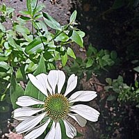 Цветы. :: Владимир Драгунский