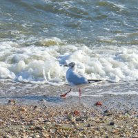 команда раззз выше ногу тяни носок.. :: petyxov петухов команда раззз выше ногу тяни носок.. :: petyxov петухов