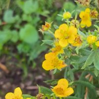 Лапчатка. :: Ольга 