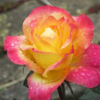 Розы... розы... :: viach 