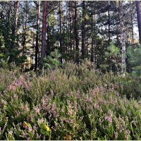 Всё ещё цветёт вереск. :: Валерия Комова