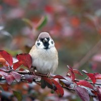 Воробей и осень. :: Владимир Безбородов Воробей и осень. :: Владимир Безбородов