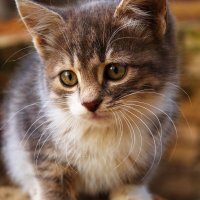 Котенок :: Александр Лычагин Котенок :: Александр Лычагин