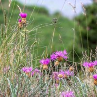 Краски лета. :: Алексей Трухин Краски лета. :: Алексей Трухин