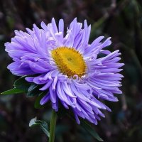 Астра :: Рита Симонова