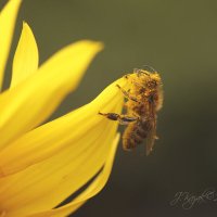 *** :: Елена Kазак (selena1965)