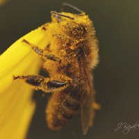 *** :: Елена Kазак (selena1965)