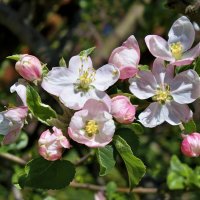 Яблоневый  цвет :: Валентин Семчишин