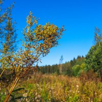 Осенние :: юрий поляков