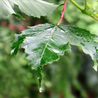 Дождик :: Татьяна Львова