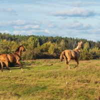 Пробежка. :: Виктор Евстратов