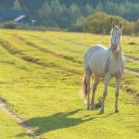 Осенний выгул. :: Виктор Евстратов