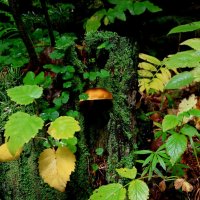 Притаился :: Evgeny Mameev