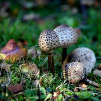 ......не знаю как зовут, но красиво. :: Evgeny Mameev