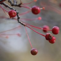 Осеняя зарисовка :: Иван Ермен