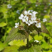 Весна: чесночница цветёт... :: Константин Штарк Весна: чесночница цветёт... :: Константин Штарк