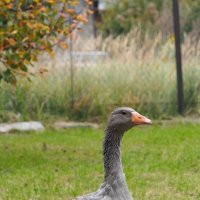 На прогулке :: Анна Чехович На прогулке :: Анна Чехович