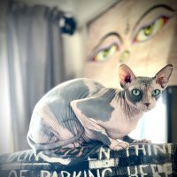 А ваша кошка правильно паркуется ? :: Андрей Зайцев