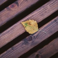 Листок на лавочке :: Александр Морозов