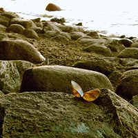 Прибрежный этюд. :: VasiLina *