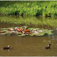 Утки и лилии. :: VasiLina * Утки и лилии. :: VasiLina *