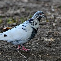 Крапчатый пятнистый голубь... :: Николай Саржанов