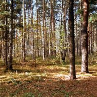 В осеннем лесу. :: Мила Бовкун В осеннем лесу. :: Мила Бовкун