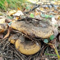 Грибная пора . Чёрный груздь .. :: Мила Бовкун Грибная пора . Чёрный груздь .. :: Мила Бовкун