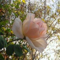 Раннее утро :: Наталья 